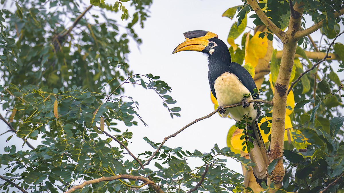 Malabar Pied-Hornbill - ML627965385