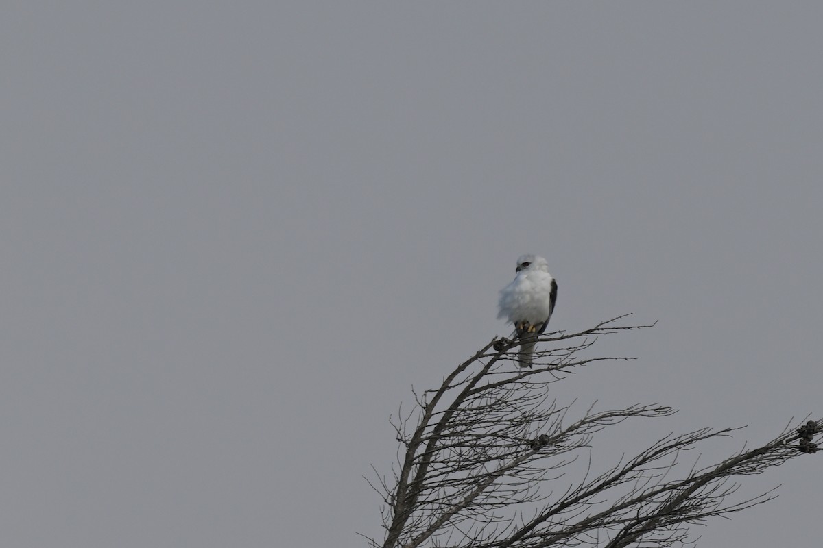 Black-shouldered Kite - ML627965387