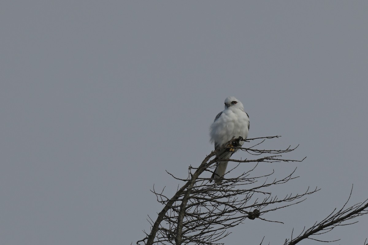 Black-shouldered Kite - ML627965388