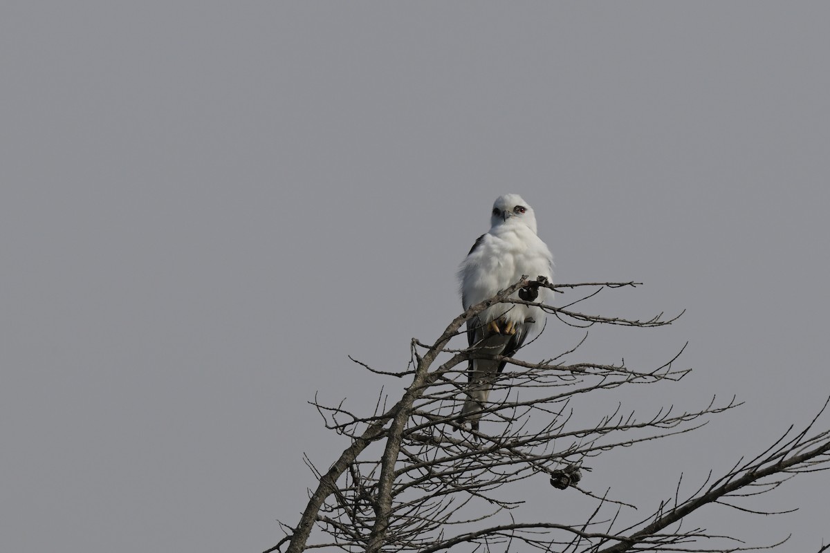 Black-shouldered Kite - ML627965389