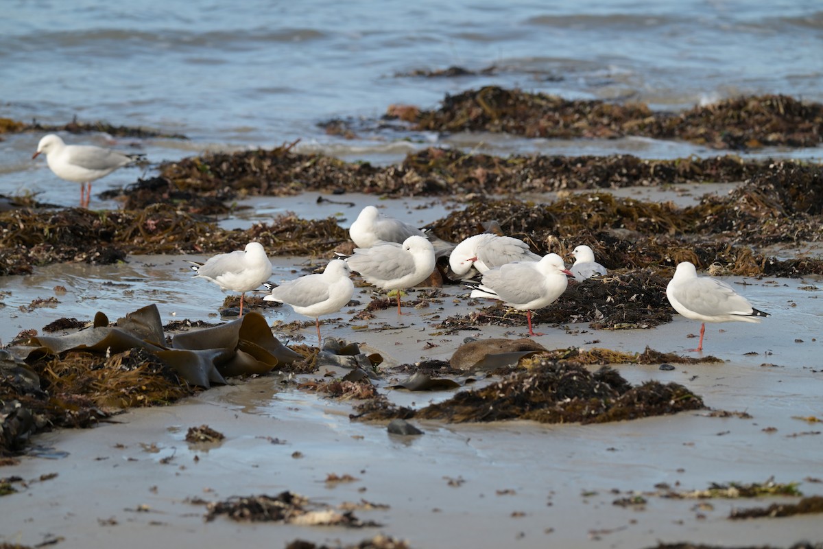 Silver Gull - ML627965422