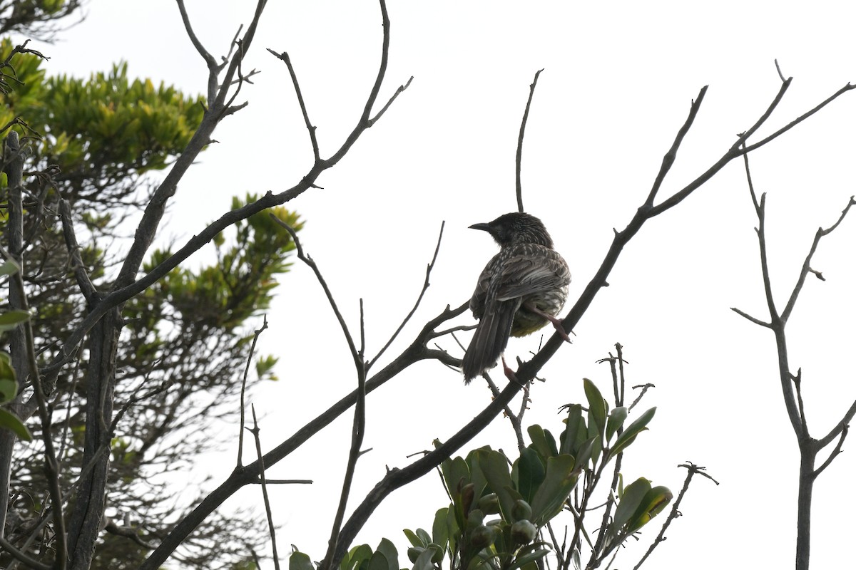 Red Wattlebird - ML627965444