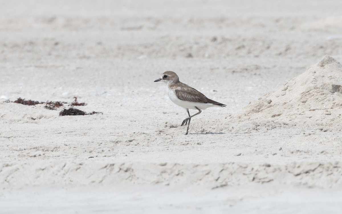 Tibetan Sand-Plover - ML627965446