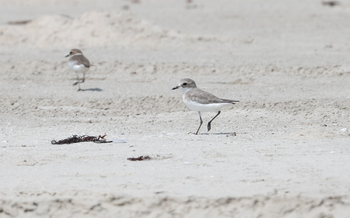 Tibetan Sand-Plover - ML627965447