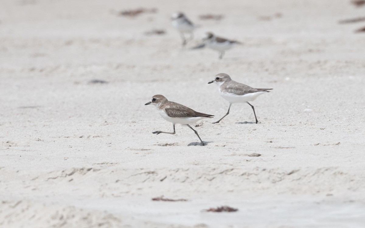 Tibetan Sand-Plover - ML627965448