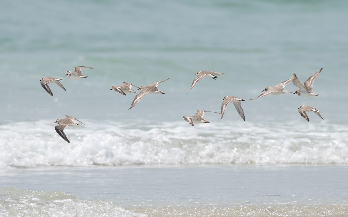 Tibetan Sand-Plover - ML627965449