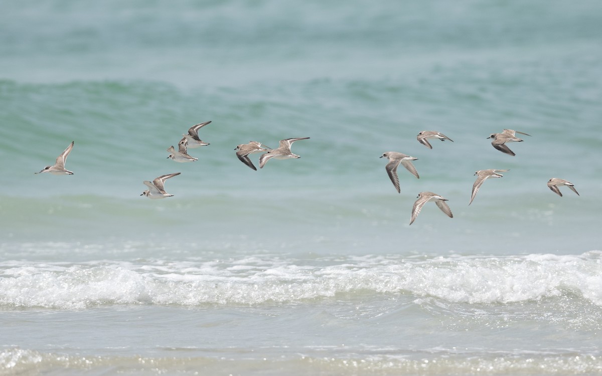 Tibetan Sand-Plover - ML627965450