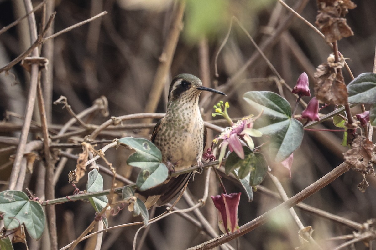 Colibri moucheté - ML627965451