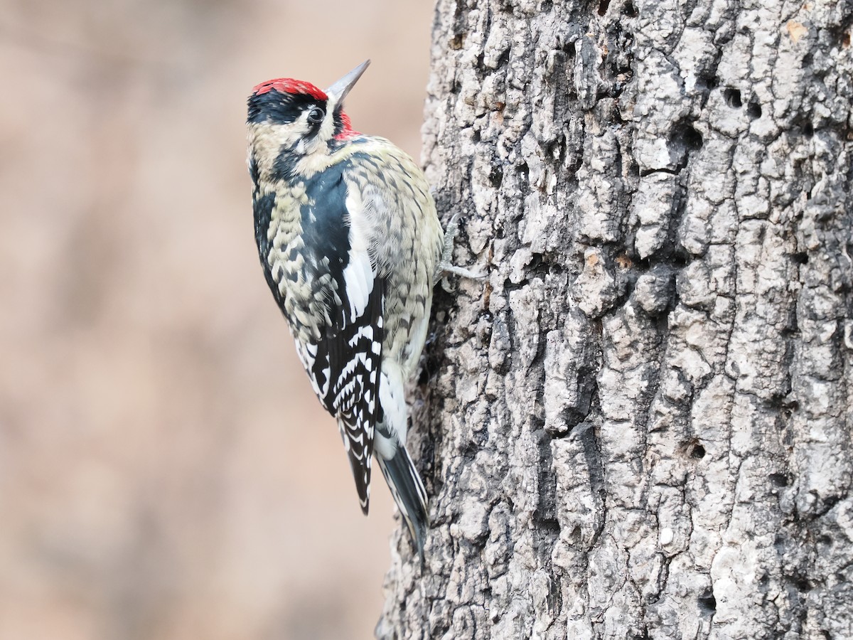 Yellow-bellied Sapsucker - ML627965459