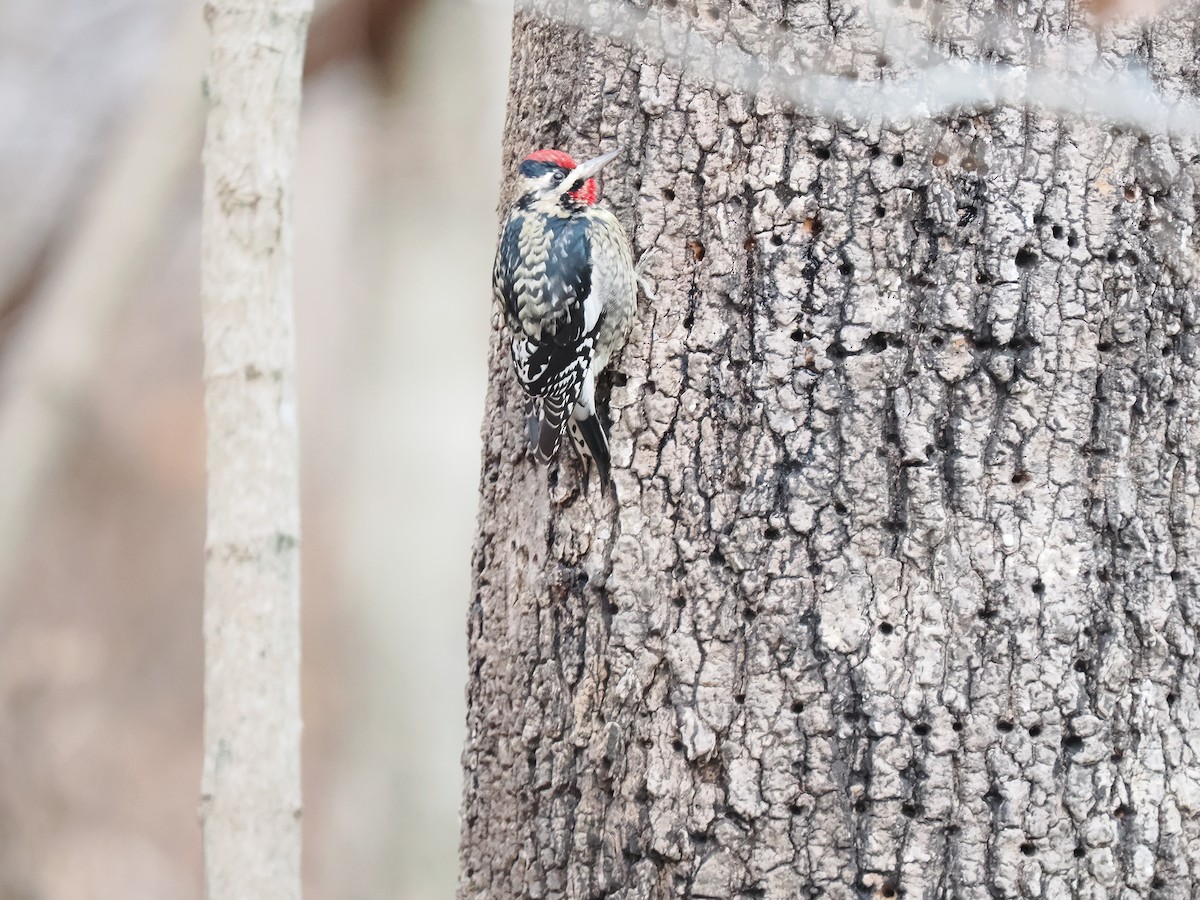 Yellow-bellied Sapsucker - ML627965478