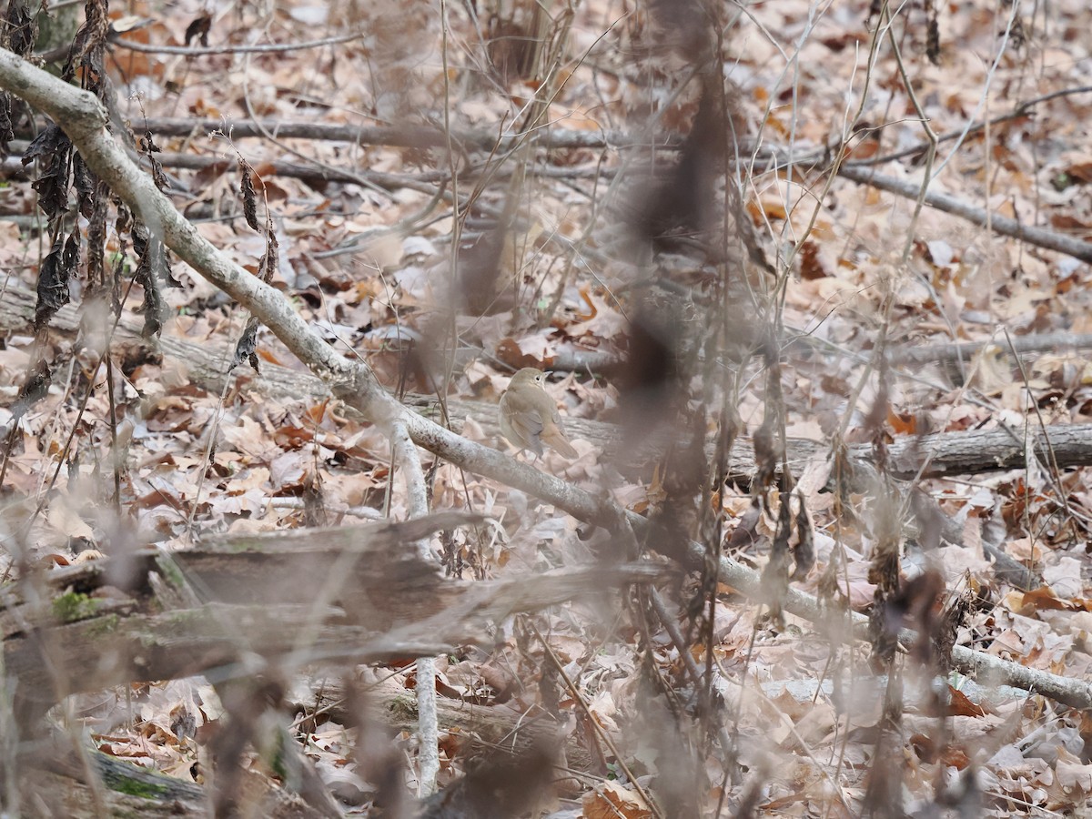 Hermit Thrush - ML627965483