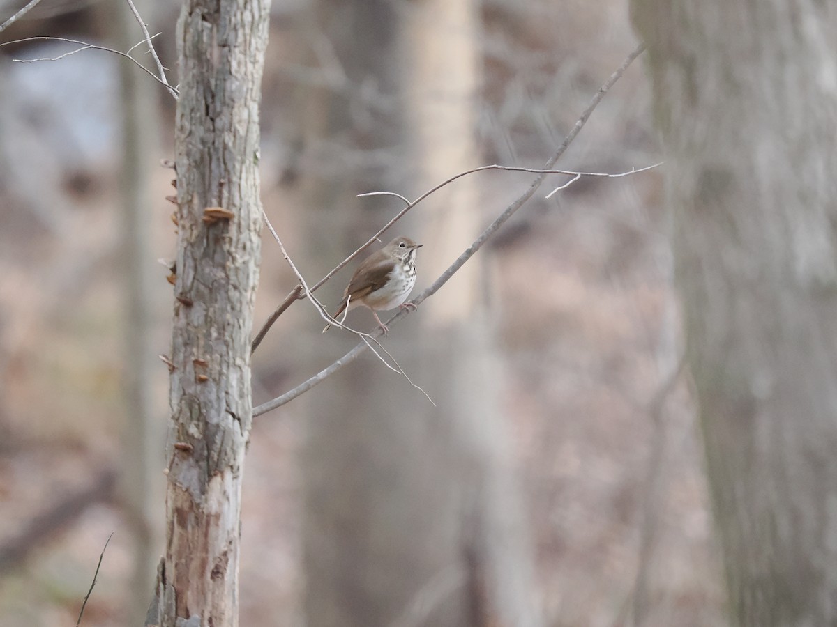 Hermit Thrush - ML627965484