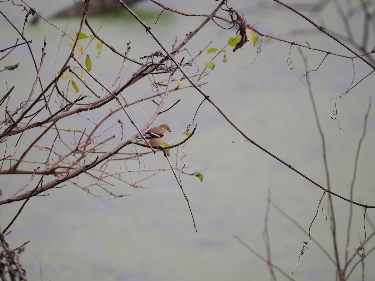 American Goldfinch - ML627965502