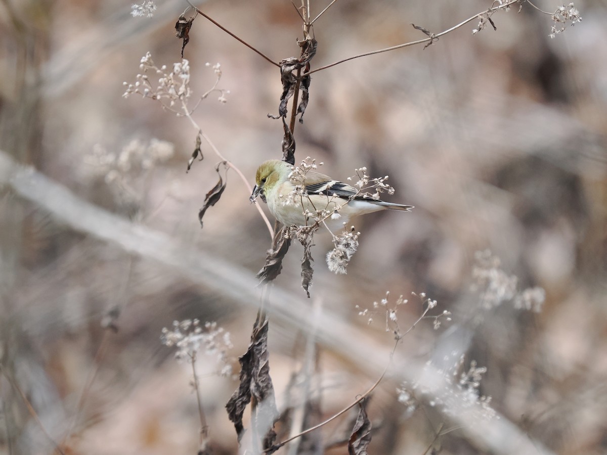 American Goldfinch - ML627965510