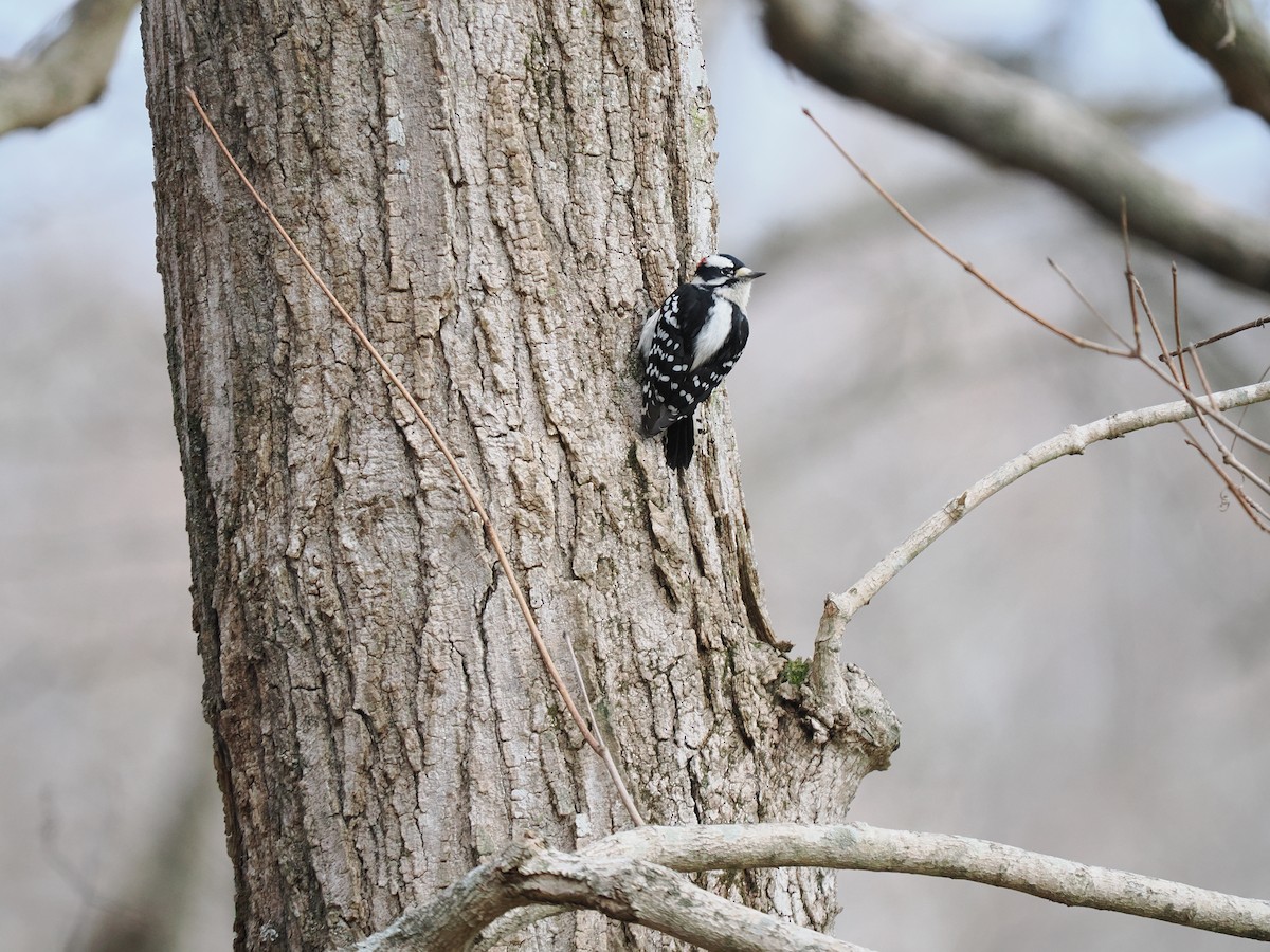 Downy Woodpecker - ML627965531