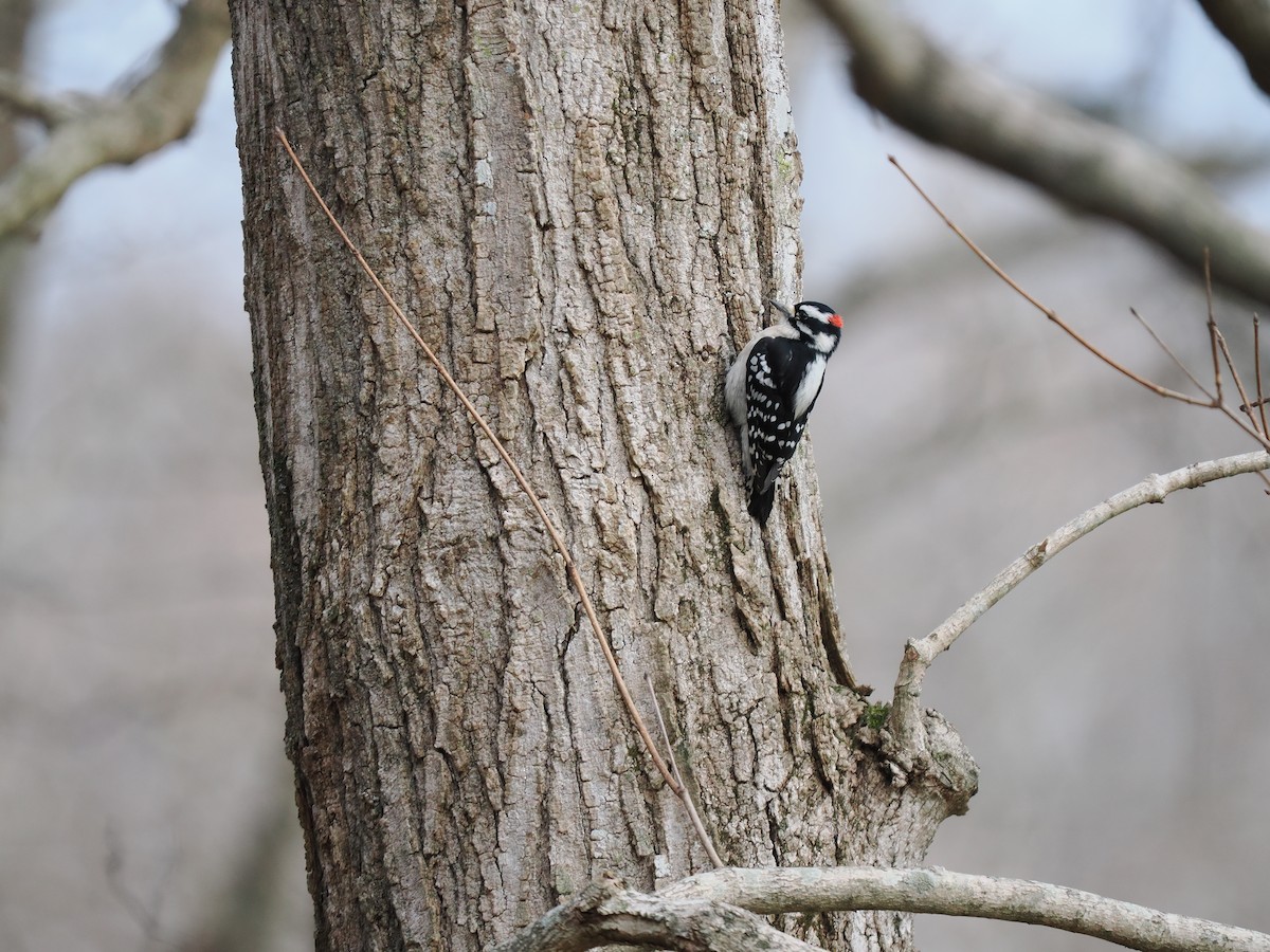 Downy Woodpecker - ML627965539