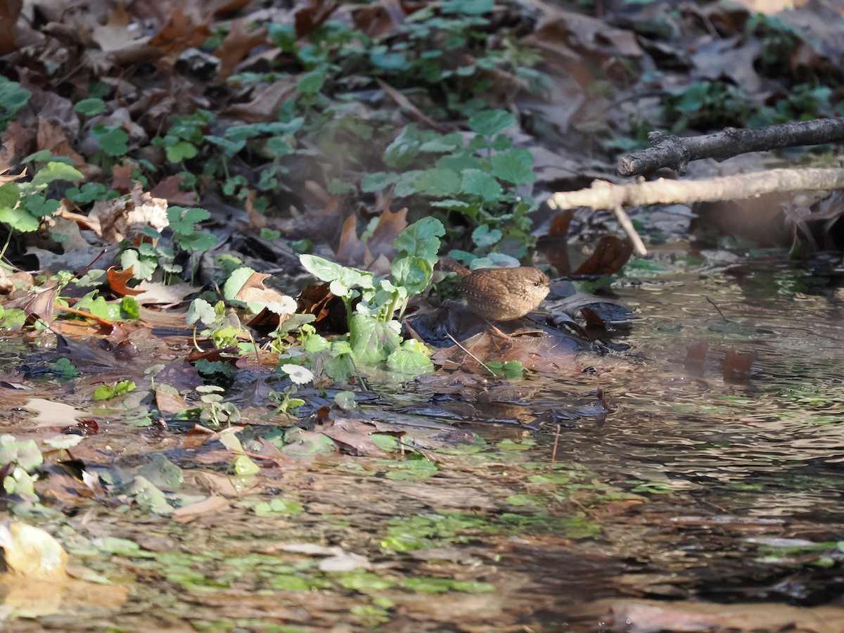 Winter Wren - ML627965541