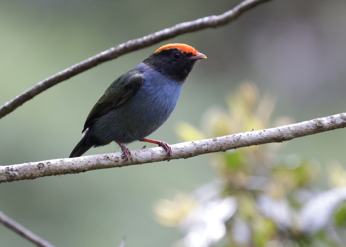 Swallow-tailed Manakin - ML627965602