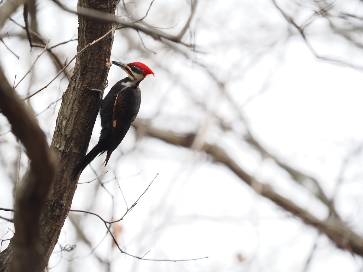 Pileated Woodpecker - ML627965604