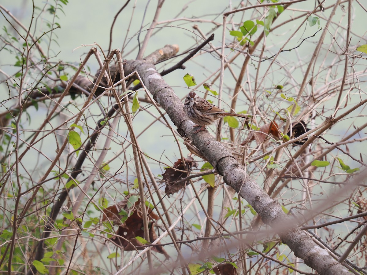 Song Sparrow - ML627965620