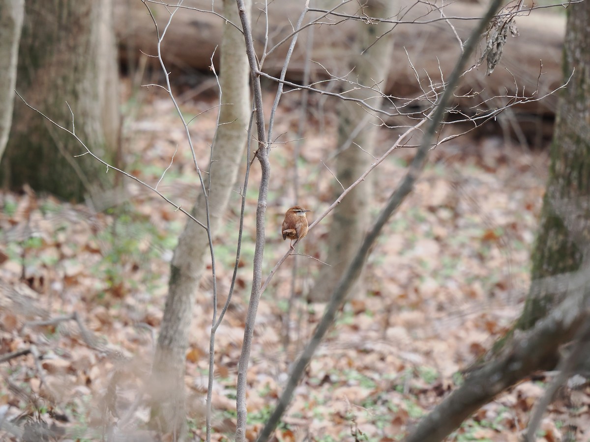 Carolina Wren - ML627965628