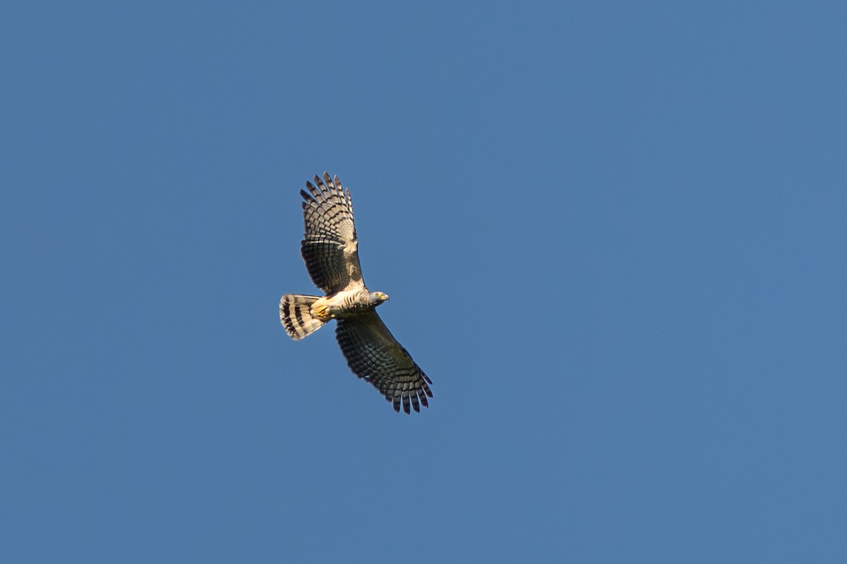 Hook-billed Kite - ML627965656