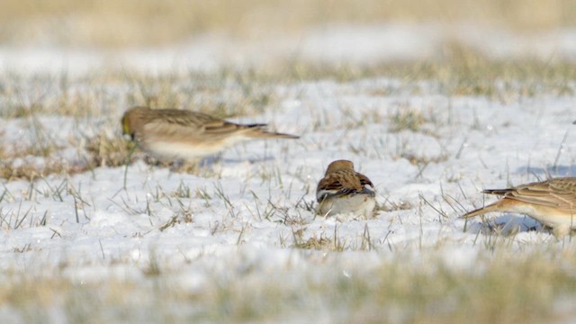 Snow Bunting - ML627965689