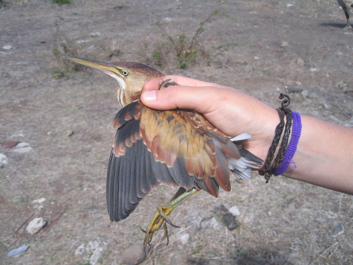 Least Bittern - ML627965690