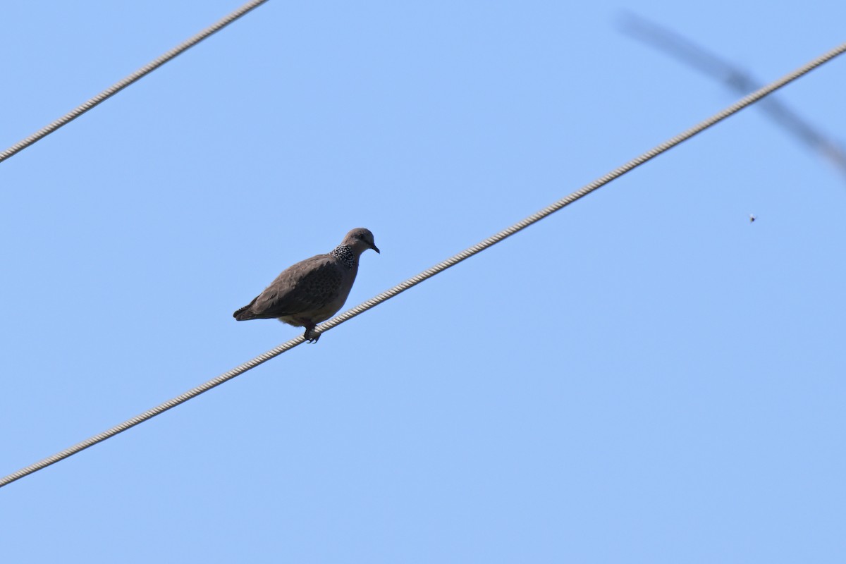 Spotted Dove - ML627965698