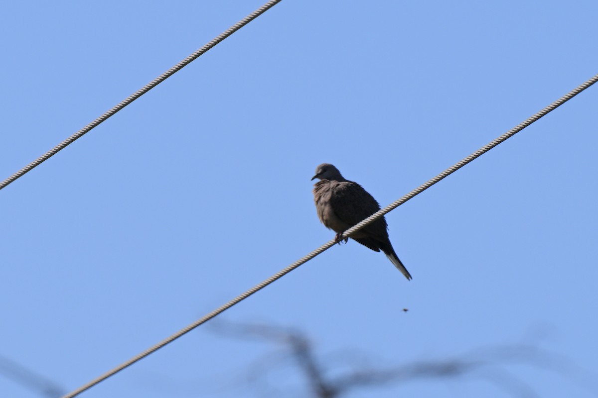 Spotted Dove - ML627965699