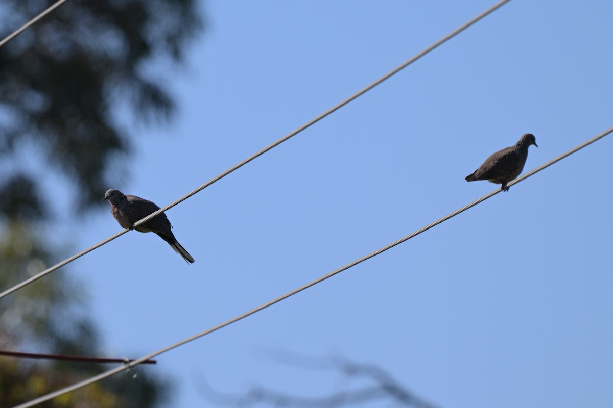 Spotted Dove - ML627965700