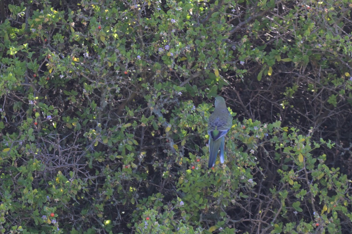 Red-rumped Parrot - ML627965712