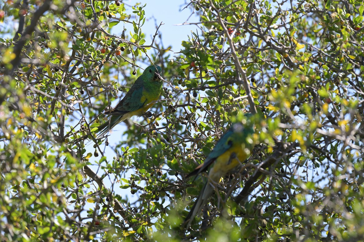 Red-rumped Parrot - ML627965714