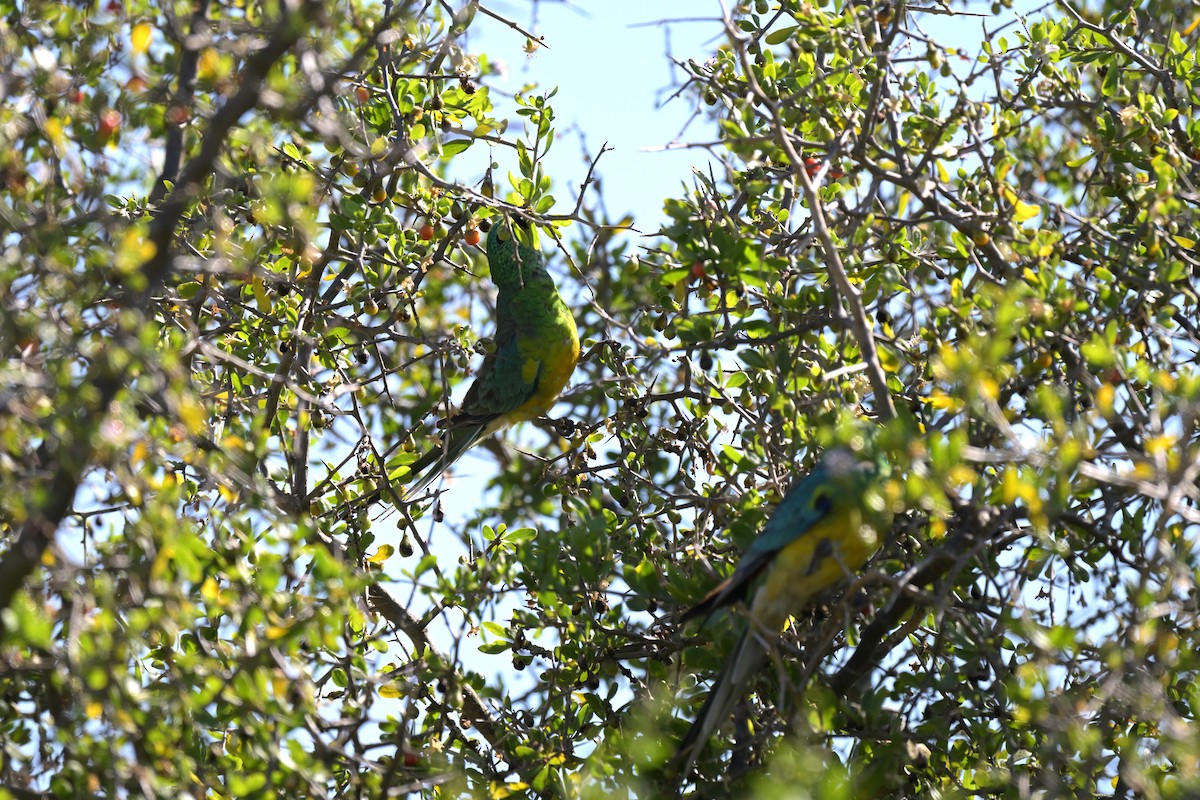 Red-rumped Parrot - ML627965741