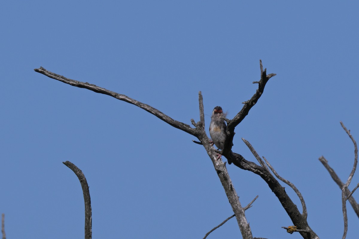 European Goldfinch - ML627965745