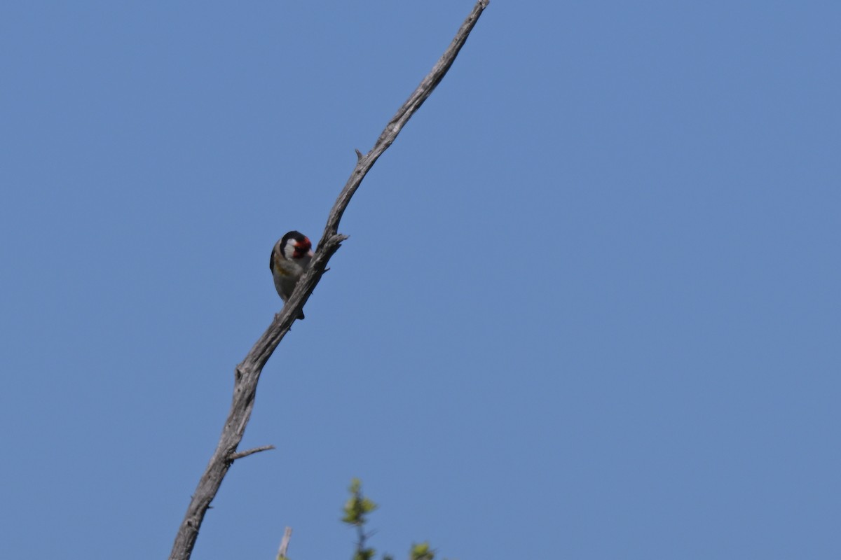 European Goldfinch - ML627965750