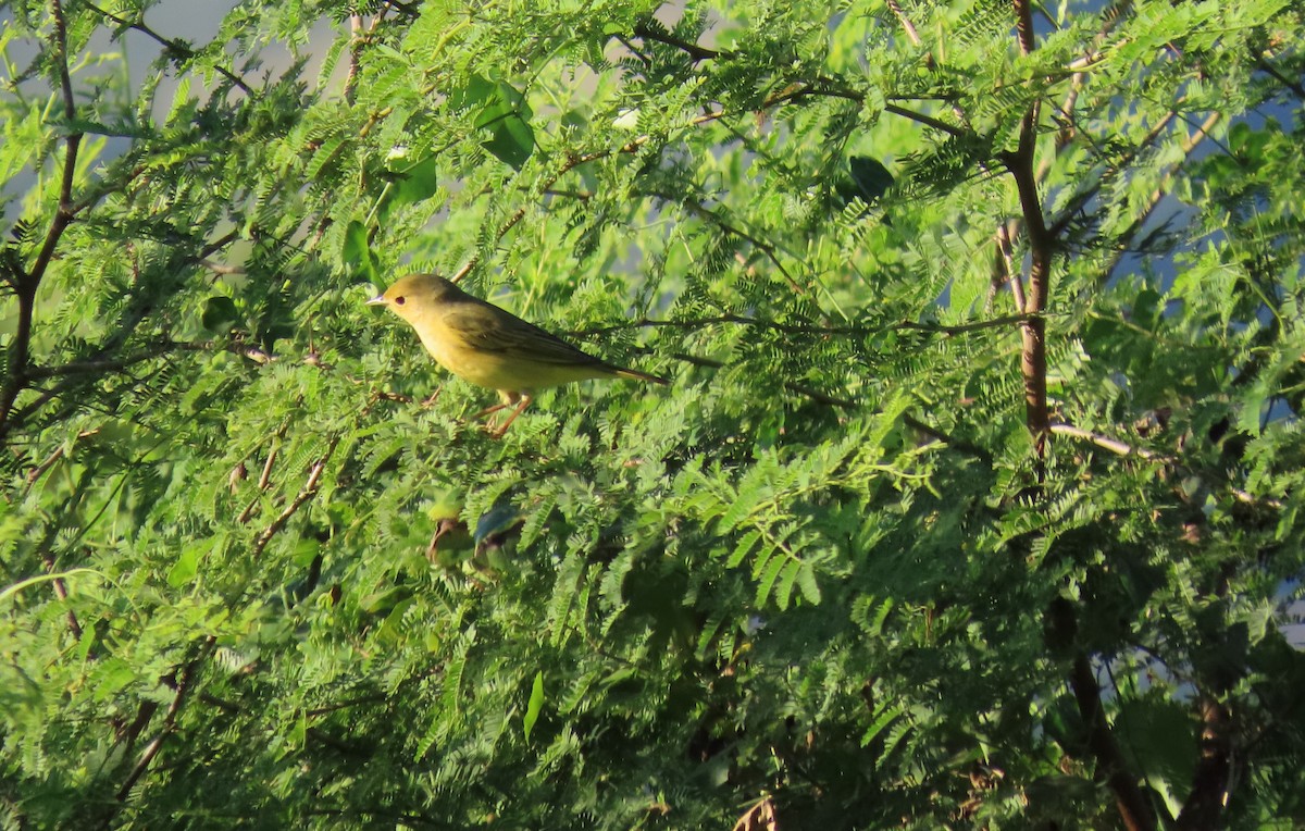 Paruline jaune - ML627965756