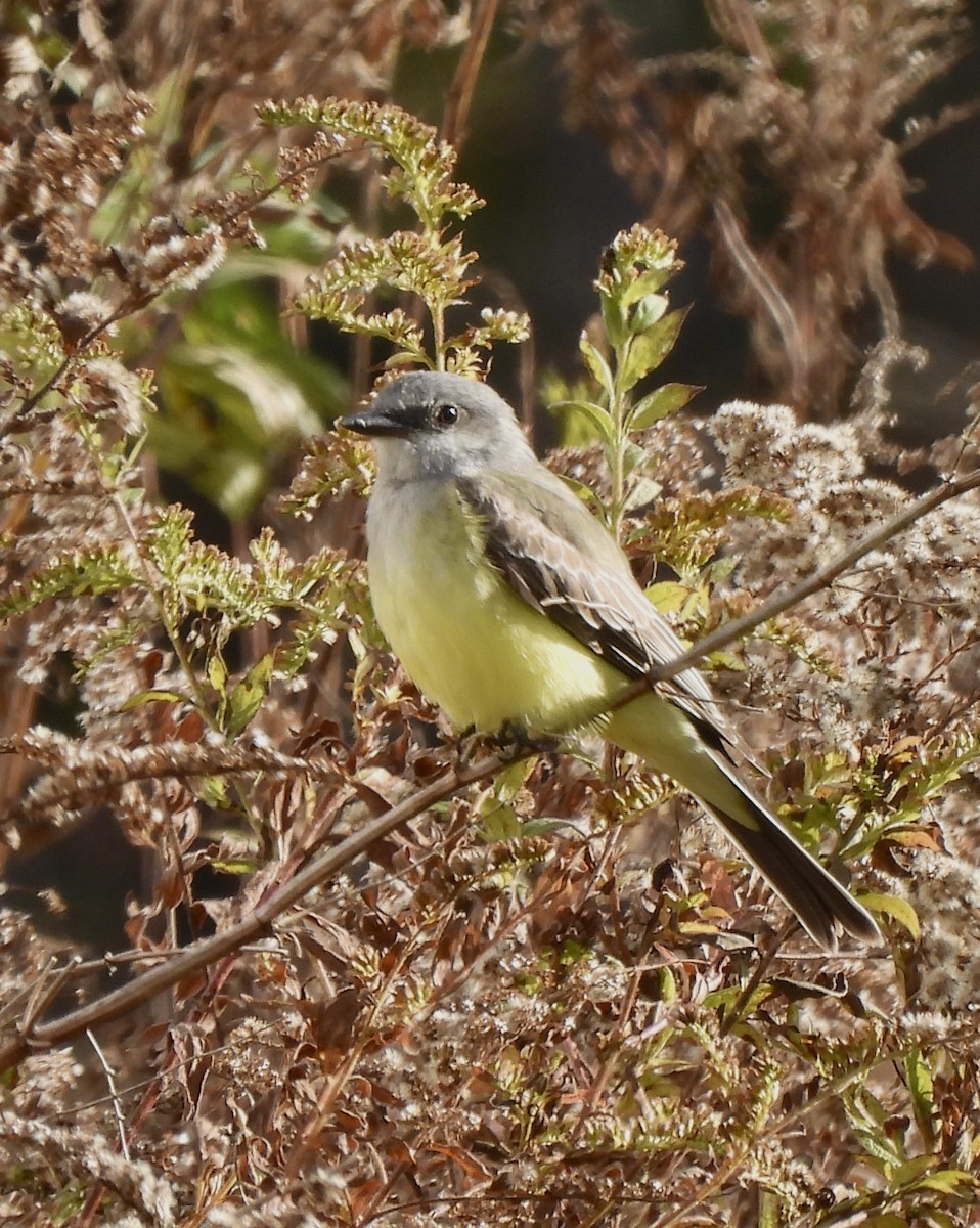 Western Kingbird - ML627965771