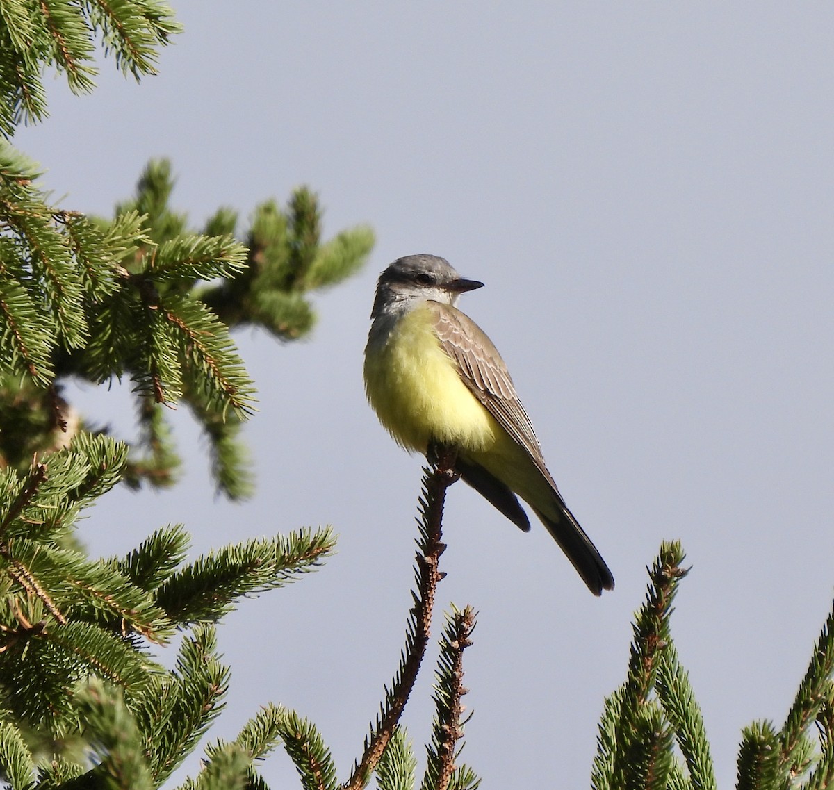 Western Kingbird - ML627965772