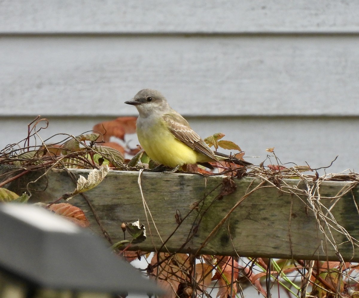 Western Kingbird - ML627965773