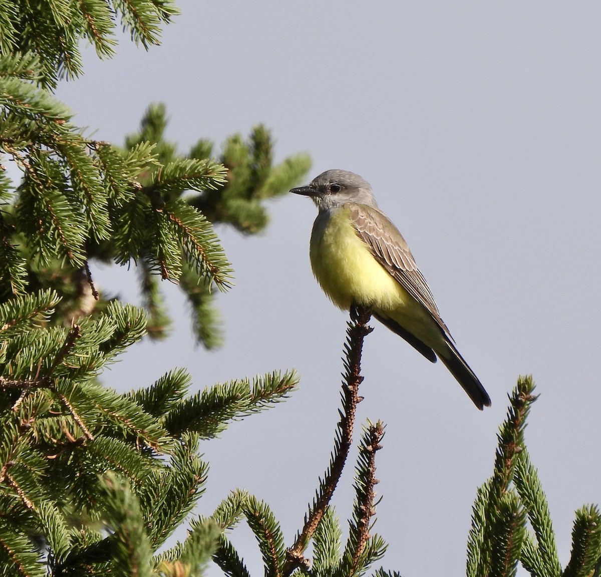 Western Kingbird - ML627965774