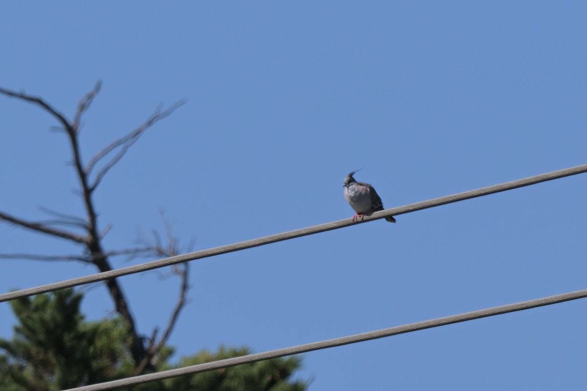 Crested Pigeon - ML627965776