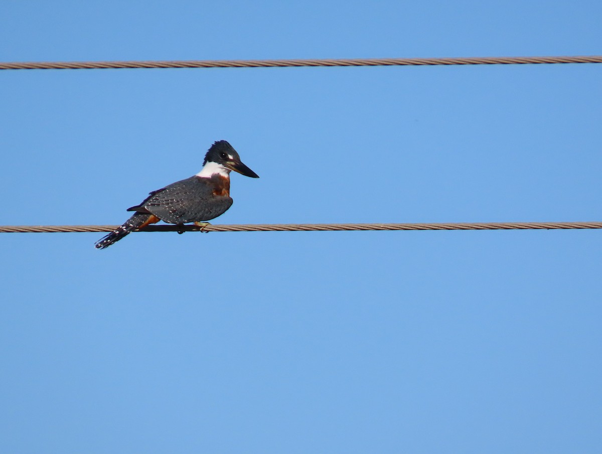 Martin-pêcheur à ventre roux - ML627965778