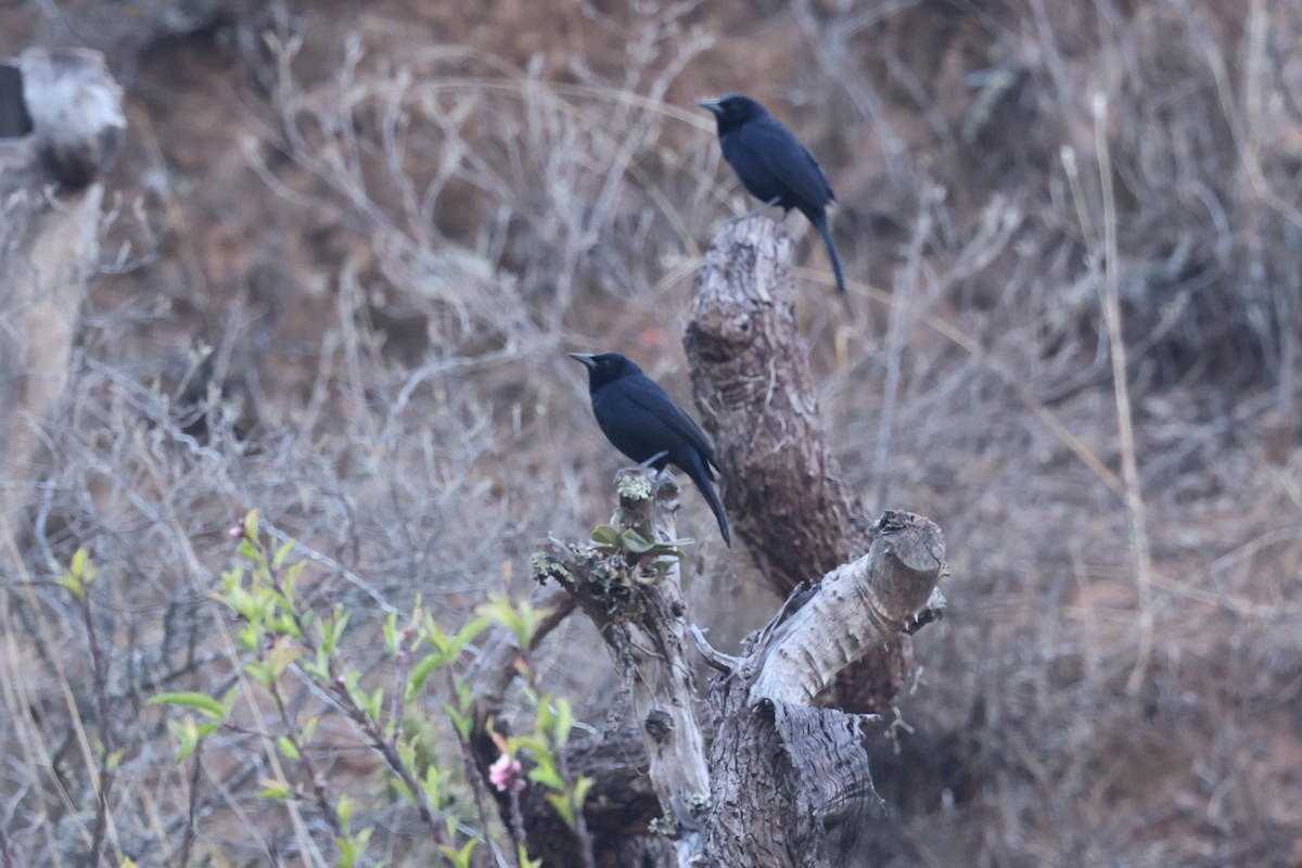 Scrub Blackbird - ML627965799