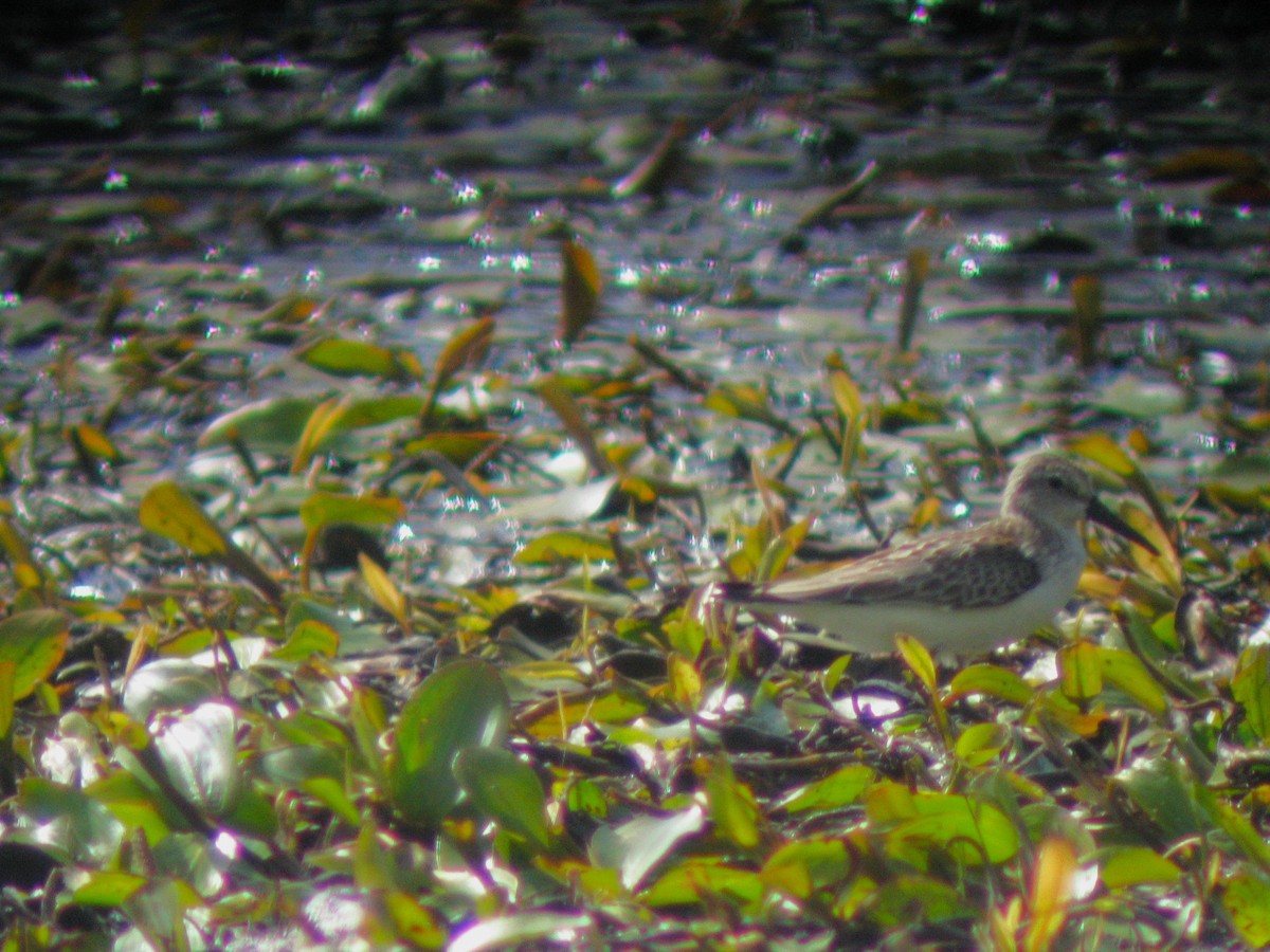 Western Sandpiper - ML627965874