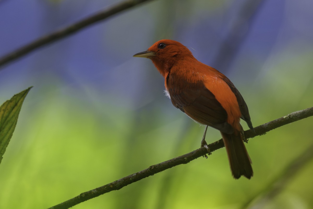 Scarlet-and-white Tanager - ML627965895