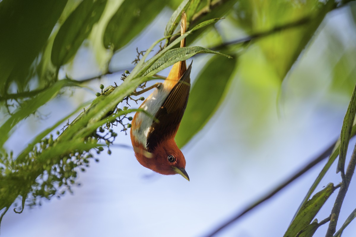 Scarlet-and-white Tanager - ML627965896