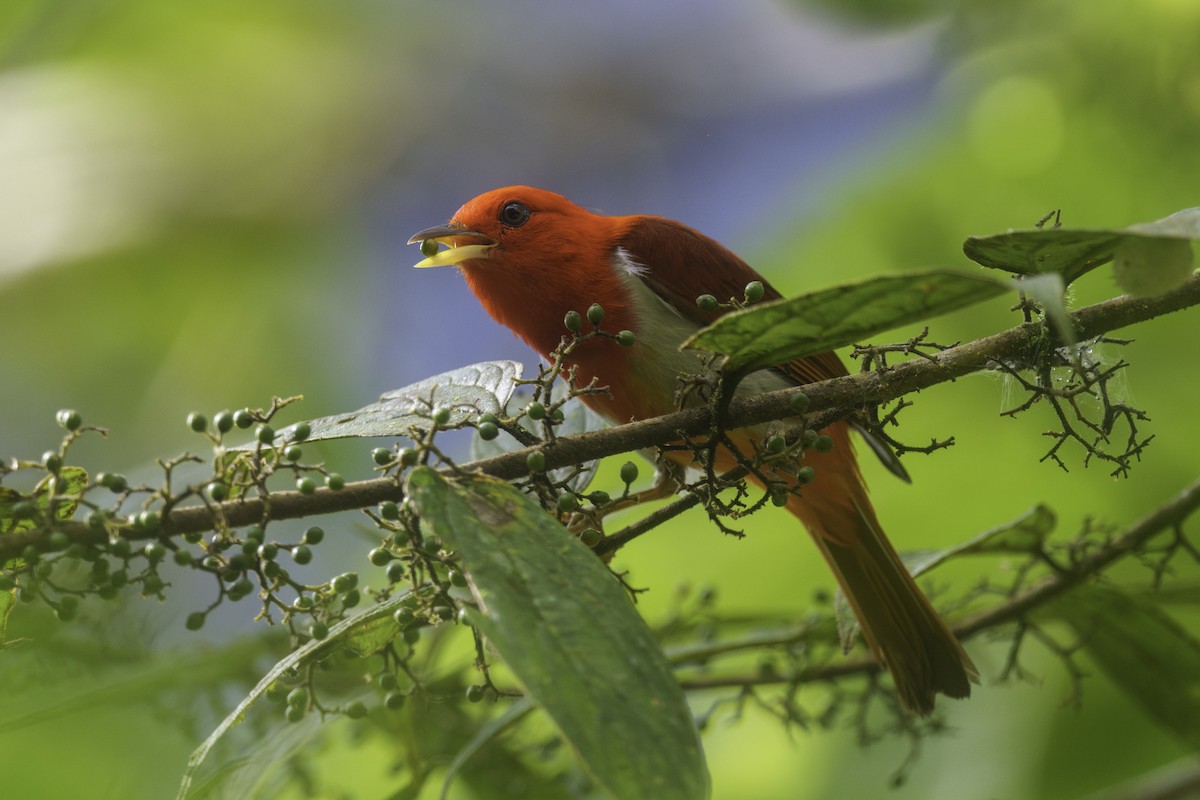 Scarlet-and-white Tanager - ML627965897