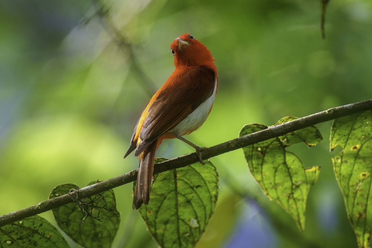 Scarlet-and-white Tanager - ML627965898