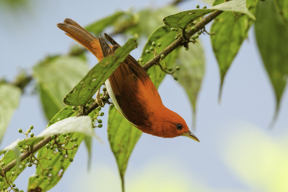 Scarlet-and-white Tanager - ML627965899